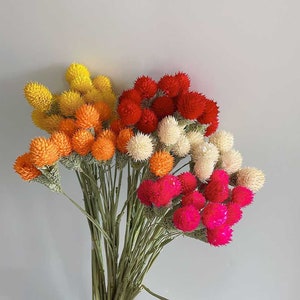 10 sticks dried snowballs flowers，dried flowers branches，dried flowers arrangement，artificials flowers，DIY craft supply，home decoration