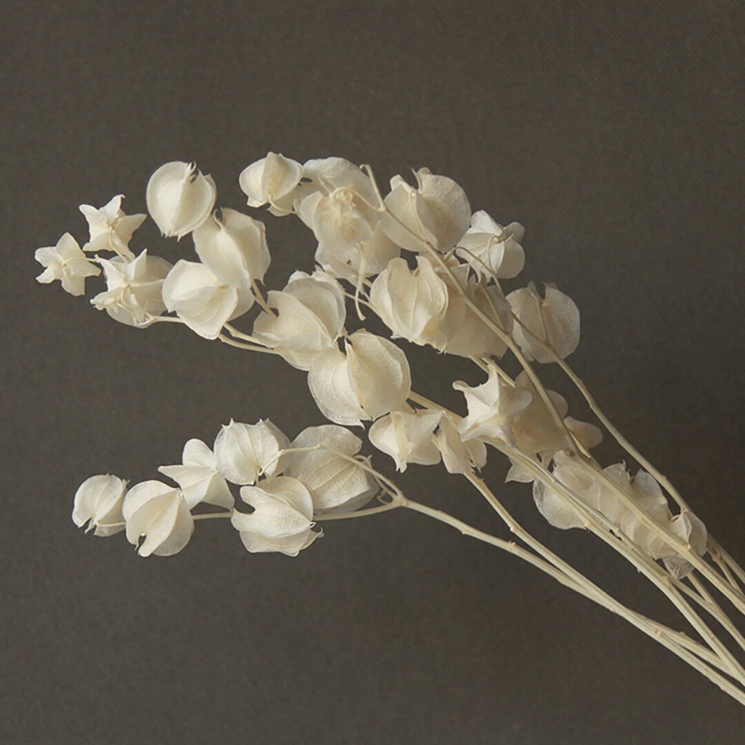 Bleaching Physalis Branchesnatural Physalis Stems18 vase Fillingdried