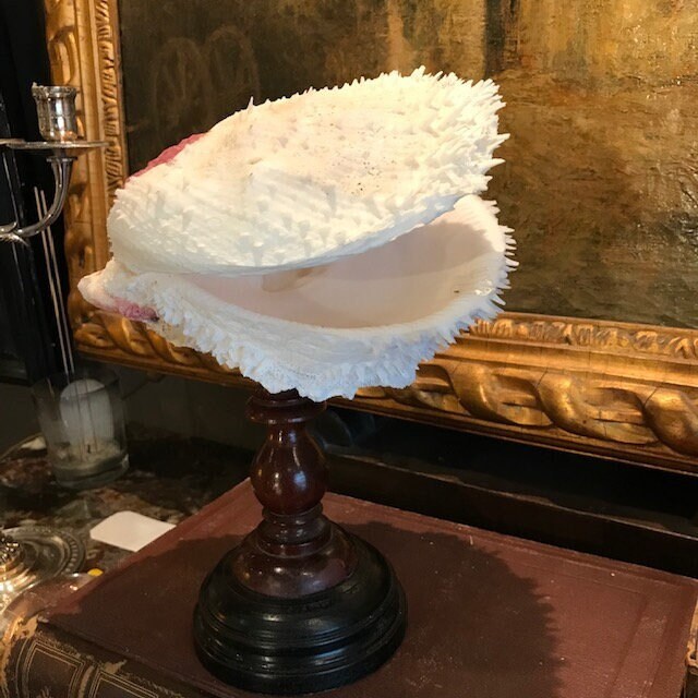 Très Beau Spécimen de Spondylus ou Spondyle Varia Monté.