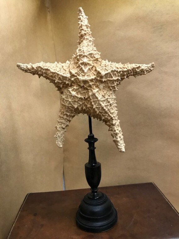 Etoile de Mer Des Caraïbes