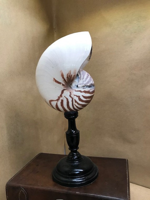 Nautile Au Naturel Monté sur Un Support en Bois Noirci Xix Siècle