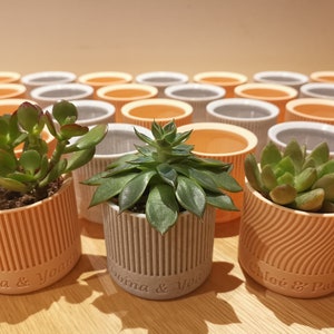 Peut inclure: Plusieurs petits pots de plantes succulentes décoratifs. Les pots sont de couleur pêche, grise et blanche, avec des noms gravés. Les plantes ont des feuilles vertes et sont disposées sur une surface en bois. Les pots mesurent environ 8 cm de diamètre.
