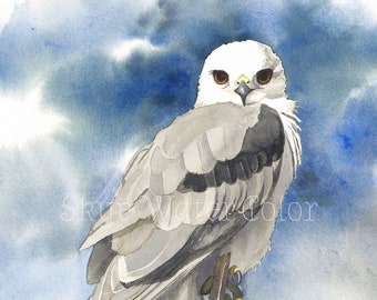 White-Tailed Kite, watercolor giclee print