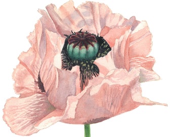Pink Poppy watercolor print