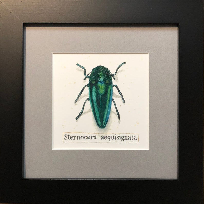 Set of framed beetle watercolor prints