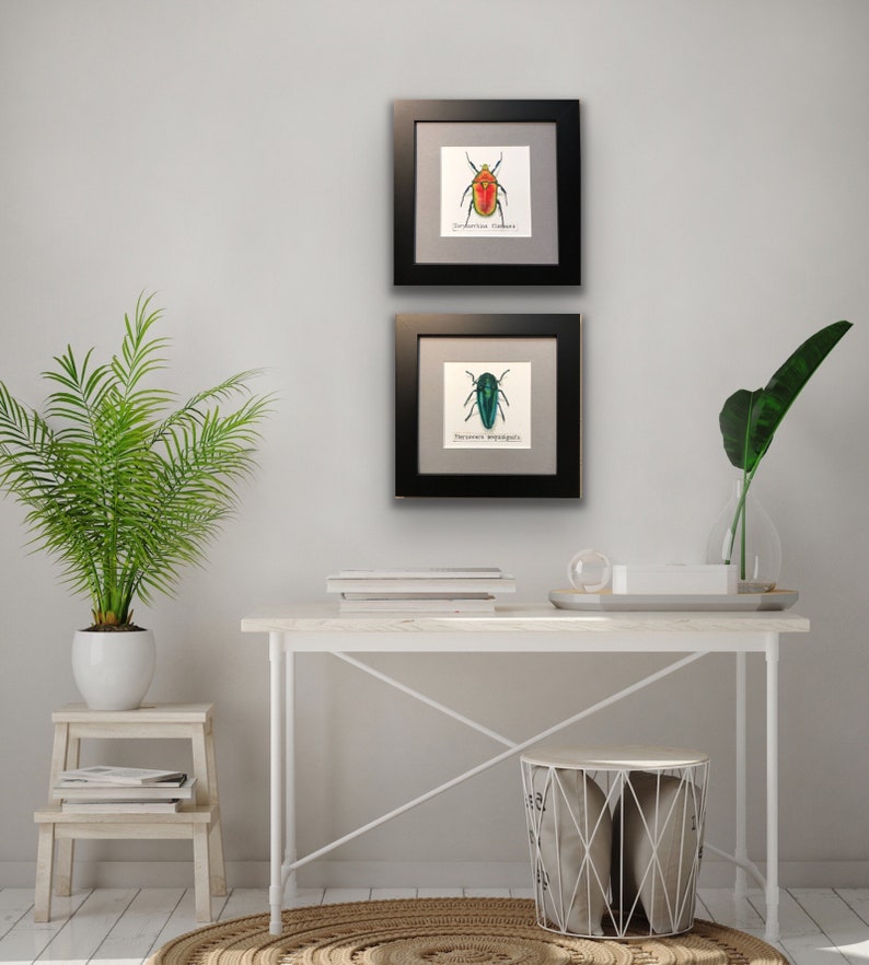 Set of framed beetle watercolor prints