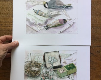 Eggshells and Bird Skins, Collection, Museum Preparation, Bird Research, Eggs
