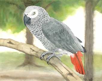 African Gray; Parrot; Bird; Watercolor
