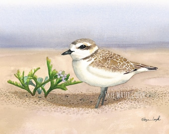 Snowy Plover on beach, watercolor, giclee print