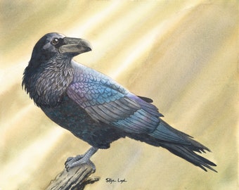 Raven in Sunlight Watercolor Print
