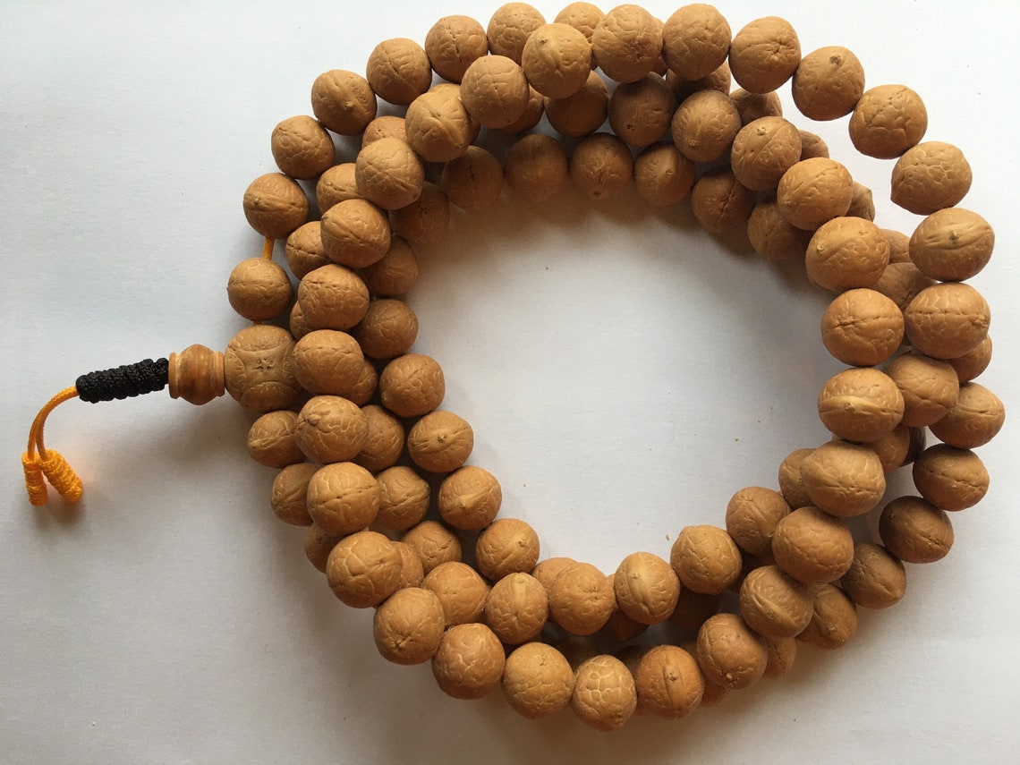 1112 mm Bodhi seed Bodhiseed Buddhachitta Buddha chitta Etsy