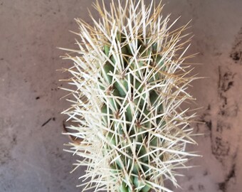 Teddy Bear Cactus Etsy