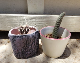 Arizona Worm (Paper Spine Cactus) Rooted