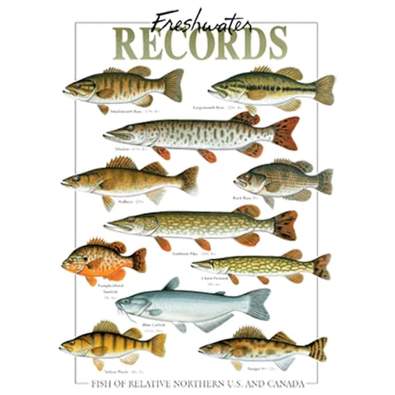 Freshwater Records Fishing Shirt Unisex T-shirt in Regular and Big
