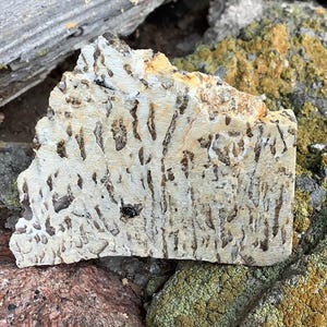 Pegmatite slab/ Written granite/ Jewish stone/ Mineral Ural (# 1)
