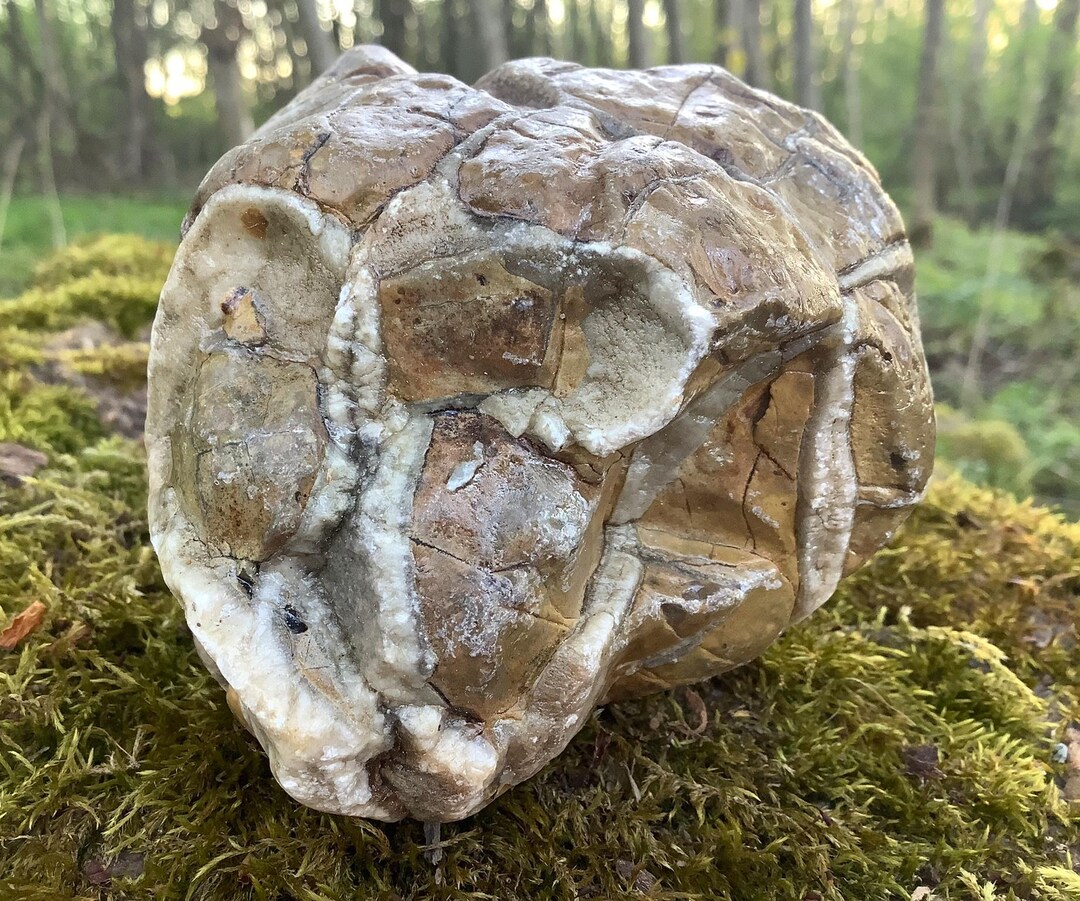 Esoteric Rocks Raw Septarian Stone (# 32) Rock Healing Reiki Chakras Protection ...