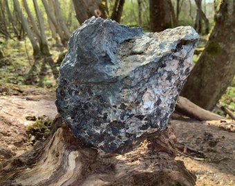 May include: A large, gray, and white rock with a rough, textured surface sits on a weathered, brown tree stump in a forest setting.