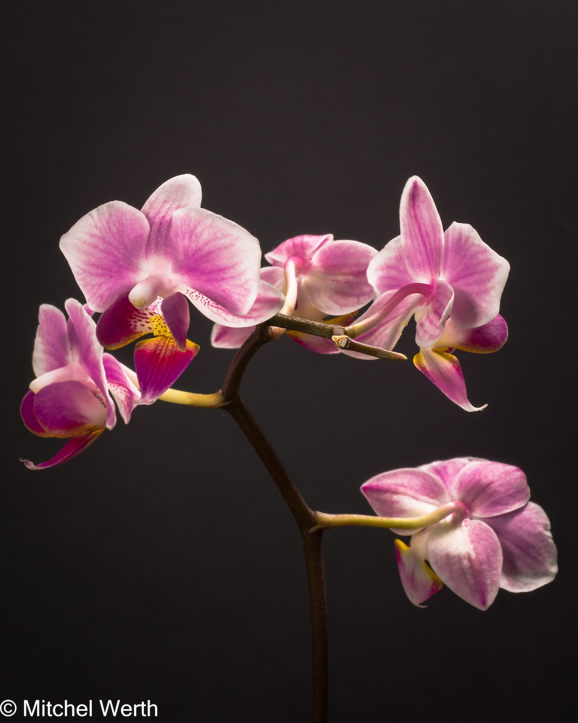 Orchid Vertical Wall Art, Orchid Digital Print, Orchid Wall Art Decor