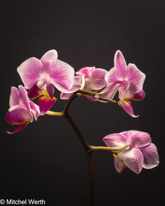 Orchid Vertical Wall Art, Orchid Digital Print, Orchid Wall Art Decor, Orchid Photography, Orchid Download, Orchid Flowers