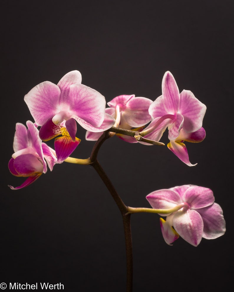 May include: Pink and white orchid flowers with a dark background. The orchid flowers are in bloom and have a delicate appearance.
