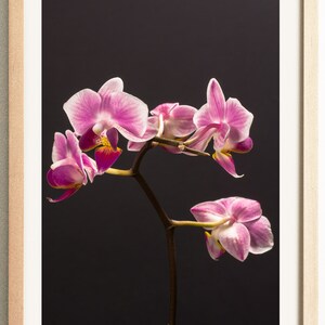 May include: A pink orchid with white accents blooms against a dark background. The orchid is in focus, with the stem and leaves blurred in the background.