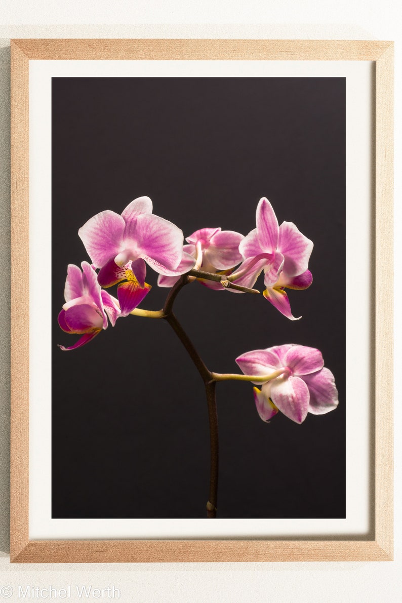 May include: A pink orchid with white accents blooms against a dark background. The orchid is in focus, with the stem and leaves blurred in the background.