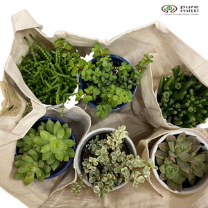 May include: A white canvas tote bag with six different potted succulents. The succulents are in various shades of green and have different textures. The tote bag has the text "pure mitti" and "People friendly Plant friendly" printed on it.
