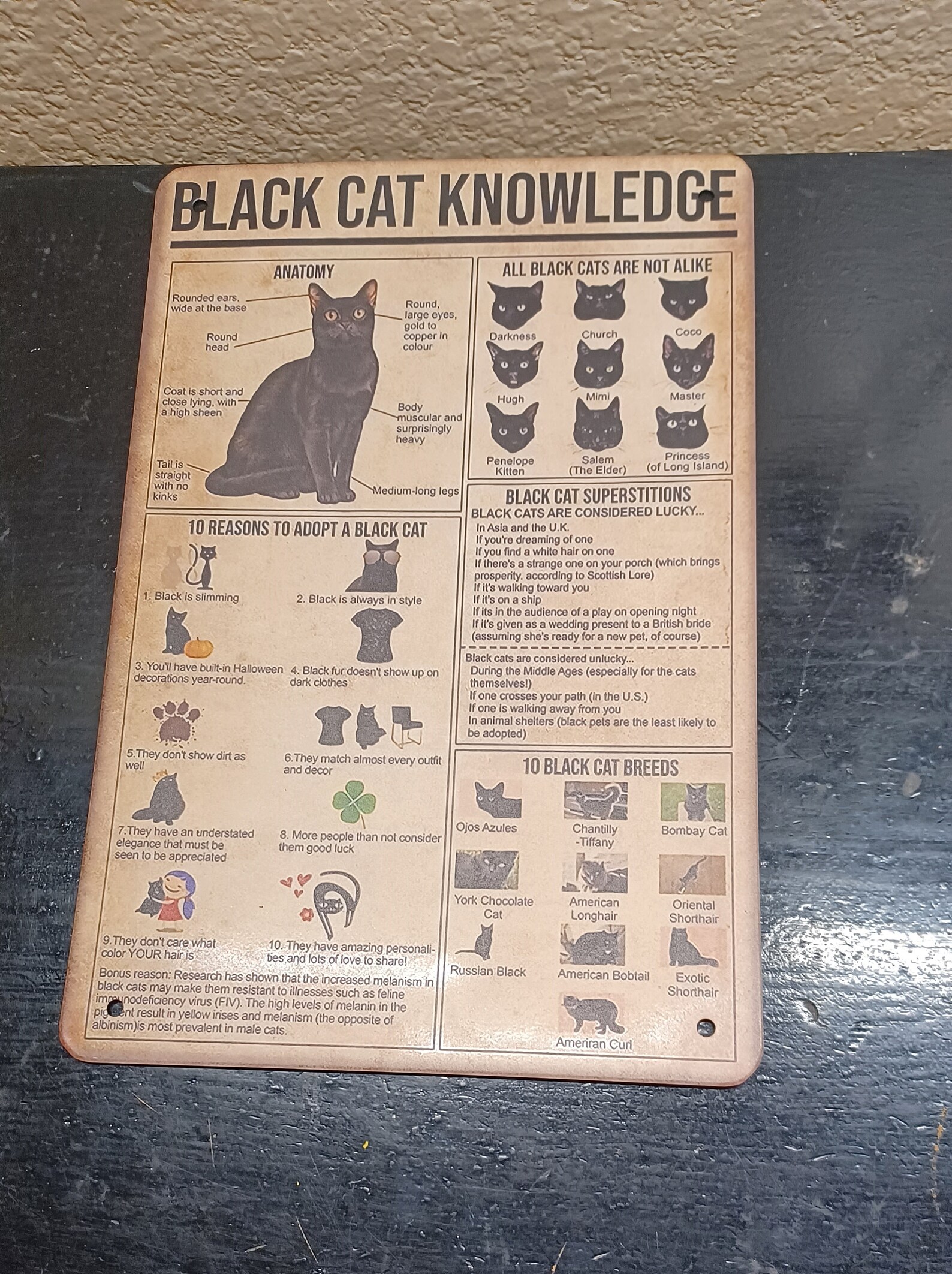 Black Cat Knowledge Sign Black Cat Lover Gift Kitchen Etsy