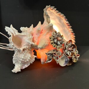 Conch Shell Illuminated Large Size - Etsy