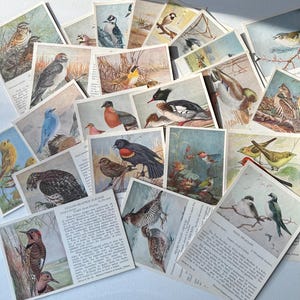 Cartes postales anciennes Oiseaux Musée national du Canada