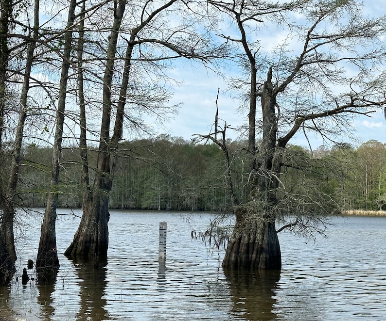 Authentic Louisiana Swamp Water Etsy