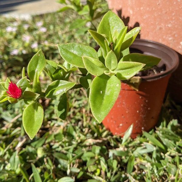 Rooted Pink Baby Sun Rose; Mesembryanthemum cordifolium; Succulent; Ice Plant