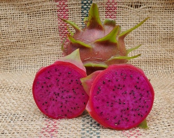 Dragon Fruit Plant "G-2" Magenta Fruit