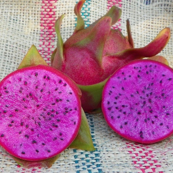 Dragon Fruit Plant "Cosmic Charlie" Purple Fruit