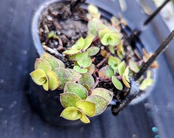 Turtle Vine | Tradescantia Callisia Repens | Creeping Inch plant