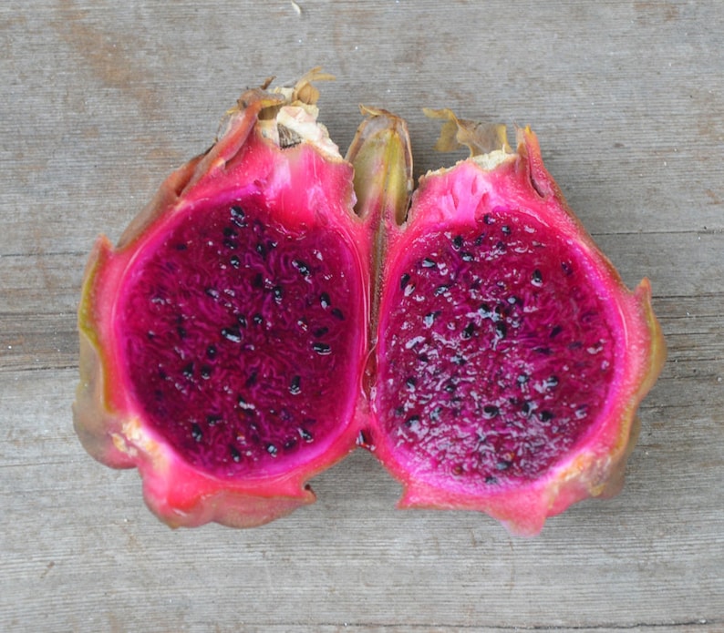 Dragon Fruit Plant Sugar Dragon Dark Red Fruit image 1