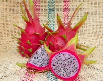 Dragon Fruit Plant "David Bowie" White Fruit