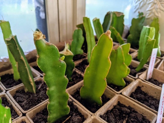 Sugar Dragon” Dragon Fruit – GalaPlants