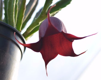 Stapelia Leendertziae; Bell Starfish Flower Cactus Cutting ; Lifesaver Cactus