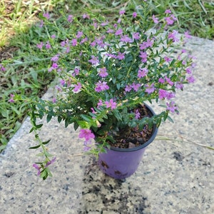 Mexican Heather ; Cuphea Hyssopifolia