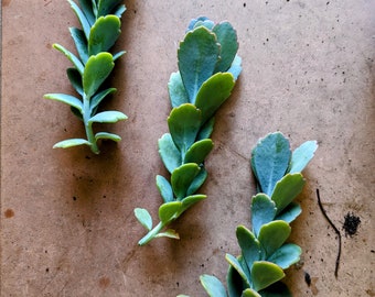 Kalanchoe Rainbow Scallop; 3 Starters; Mother Of Millions