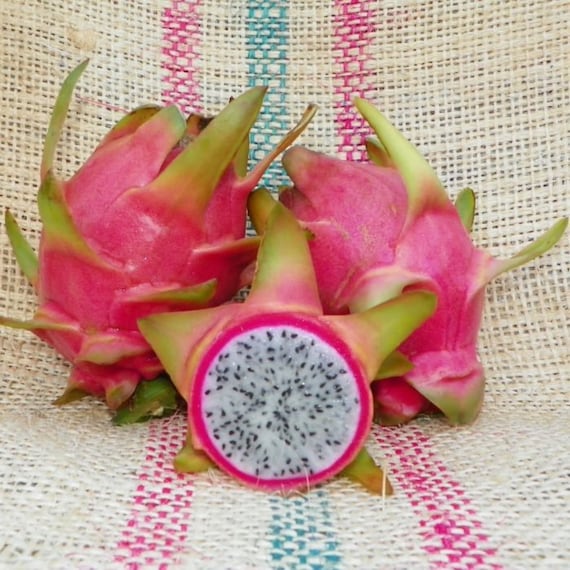 Seoul Kitchen dragon fruit