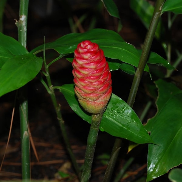 Spiral Ginger Plant Etsy