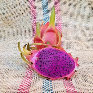 Dragon Fruit Plant "La Verne" Dark Purple Fruit