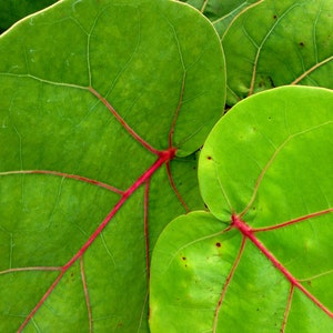 Hojas de uvas de mar, uvas de playa (Coccoloba uvifera), recogidas frescas bajo pedido envío expreso
