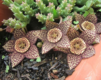 Stapelia Orbea Variegata; Starfish Flower Cactus Cutting ; Lifesaver Cactus