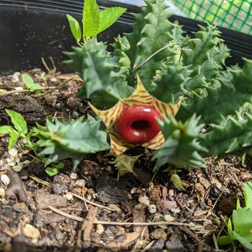 Huernia Zebrina; Starfish Flower Cactus Cutting ; Lifesaver Cactus