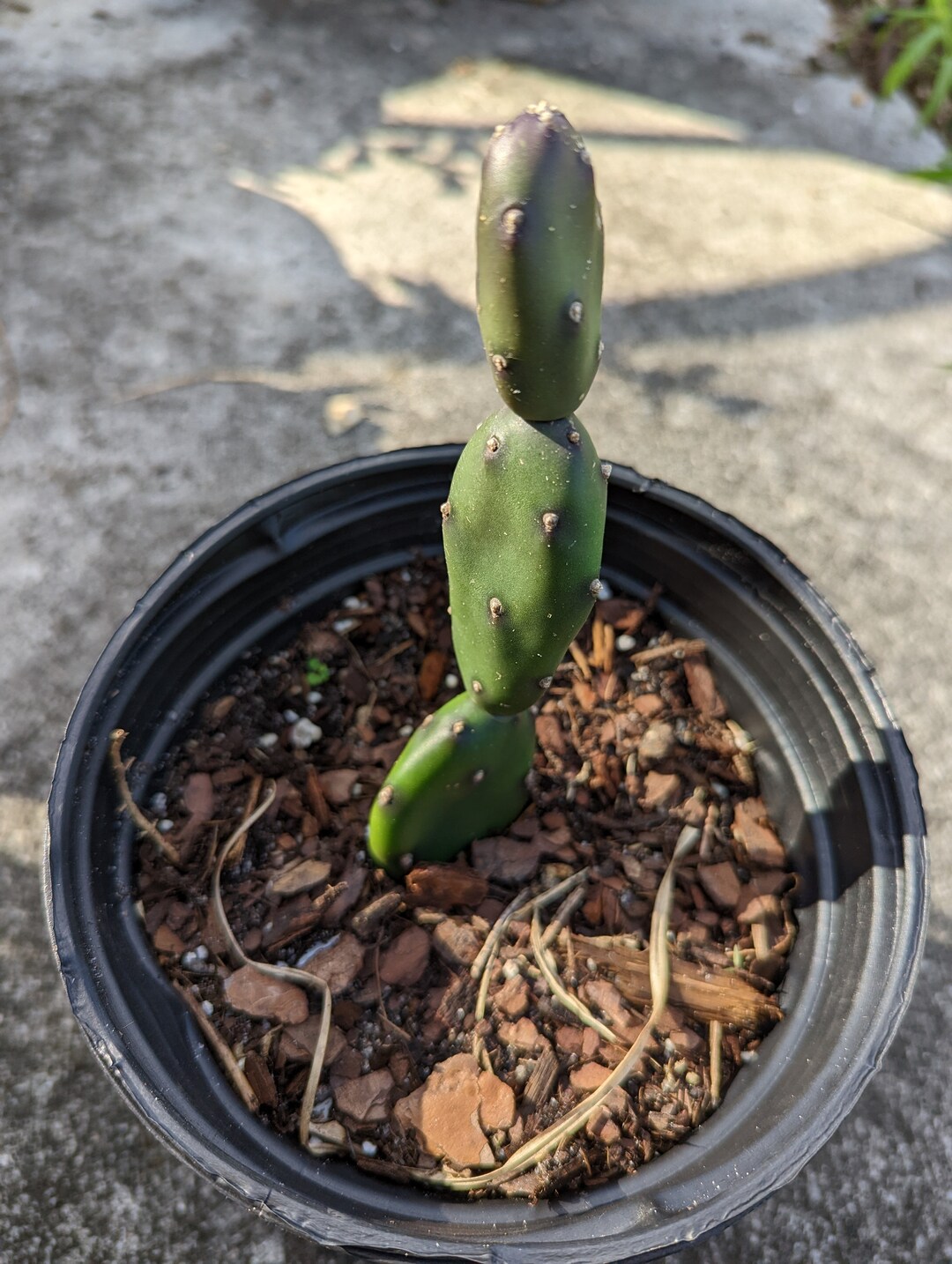 Opuntia Canterae Cactus Smooth Rare Succulent Live Cacti Plant Etsy