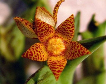 Orbea Schweinfurthii; Starfish Flower Cactus Cutting