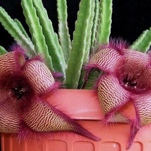 Stapelia Hirsuta; Starfish Flower Cactus Cutting